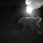 Uražený Žeryk kráčející v dešti paprsků kolem cirkulárky