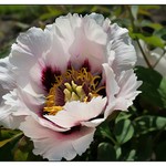 květ pivoňky dřevité