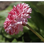 okrasná sedmikráska