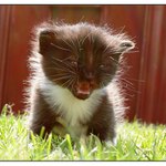 kotě v ranní sluníčku aneb jestli se rozlobím budu zlý :-)