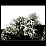 kvetinka ( jak duchaplne, ja vim... :-)) )