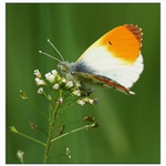 Bělásek řeřichový