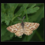 Asi Drsnokřídlec hrušňový