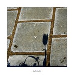 ... kytka masožravá ...