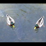 čekání na rohlík aneb souboj na dvou frontách