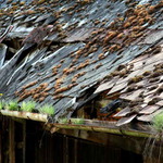 Ohaři mých lenivých let