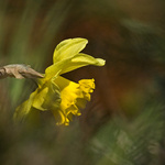 vkrádání se do snů