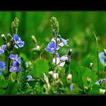 Rozrazil rezekvítek