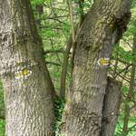 cesta skrz strom ;o)