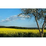 *** ŘEPKOVÉ JARO ***