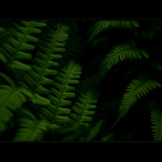 *** V PŘÍTMÍ LESA ***