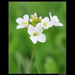 ... Kvítky jara ...