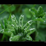 ... Jen tak v trávě ...