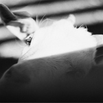 ...Koza? ano , ano ....