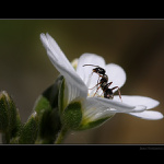 Kucíí seeem,jdem na nektaaaar!!