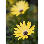 Osteospermum
