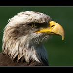 ..::Orel bělohlavý::..