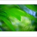 lesná abstrakcia II...