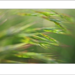 lesná abstrakcia VI...