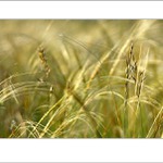 lesná abstrakcia VII...