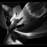 tulipán