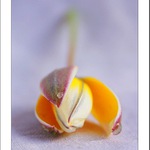 tulipán