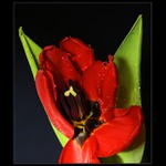 tulipán