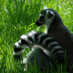 Lemur kata (Lemur catta)
