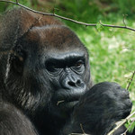 Takovouhle opicku jsem mel v patek ;-)