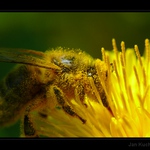 Včela na květu - můj včelařský pokus