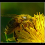 Pyl kam se podívám (ořez II.)