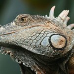 Leguan Zeleny - vol.2 - Portret :-)