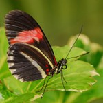 heliconius