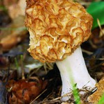 smrž - možná jedlý