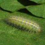 zelenožlutý chlupáč