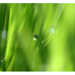 CO SE DĚJE V TRÁVĚ