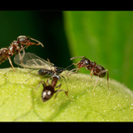 Chlapi, nevíte někdo, jak se na tom jezdí?