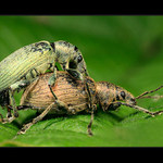 Mládeži nepřístupno