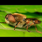 Sestřenka pestřenka