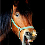 ...a ten ste počuli?