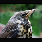 Detail k autokosovi...