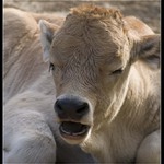 Asi si dám šlofika....