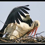 Jen mi nevypíchni oko,miláčku...