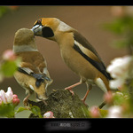 Nezapomeňte na pusu pod rozkvetlým stromem