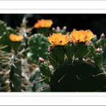 *** Jardín Botánico ***