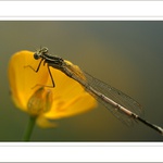 *** Co by tomu asi řekl Dan Bárta :))? ***