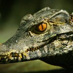 Kajmánek trpasličí