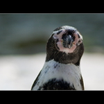 Takhle mrkáme my v zoo!