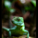 .. Tyranosaurus Rex ..