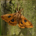 Martináček bukový